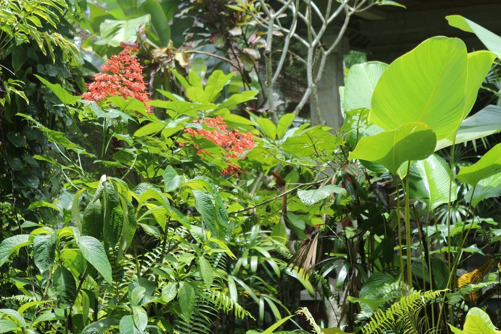 Karang Mesari Ubud Guest House Exterior photo
